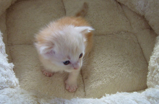 Aatu 4 weeks