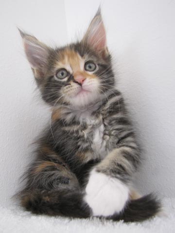 Coco 7 weeks