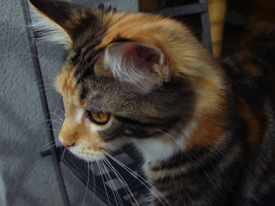 Coco profile